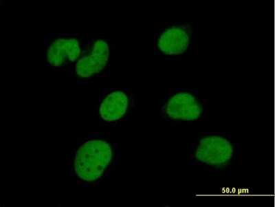 Immunocytochemistry/ Immunofluorescence: ZNF490 Antibody [H00057474-B01P]