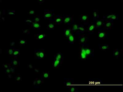 Immunocytochemistry/ Immunofluorescence: ZNF496 Antibody (2B3) [H00084838-M08]