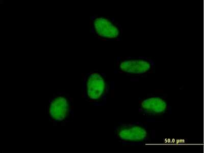 Immunocytochemistry/ Immunofluorescence: ZNF496 Antibody [H00084838-B01P]