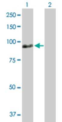 Western Blot: ZNF496 Antibody [H00084838-D01P]