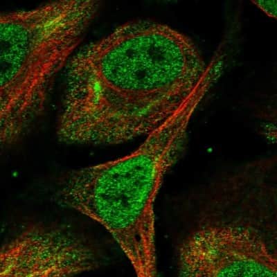 Immunocytochemistry/ Immunofluorescence: ZNF503 Antibody [NBP1-81889]