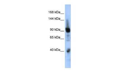 Western Blot: ZNF507 Antibody [NBP3-10378]