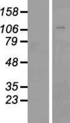 Western Blot: ZNF507 Overexpression Lysate [NBP2-07252]