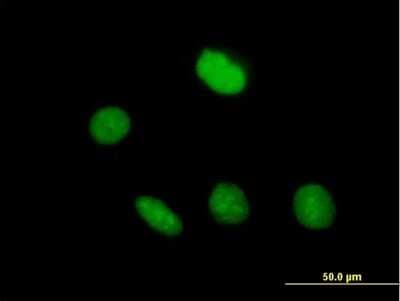 Immunocytochemistry/ Immunofluorescence: ZNF509 Antibody [H00166793-B01P]
