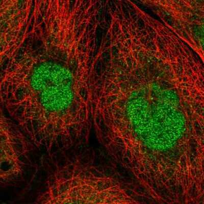 Immunocytochemistry/ Immunofluorescence: ZNF509 Antibody [NBP1-92628]