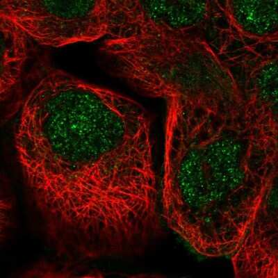 Immunocytochemistry/ Immunofluorescence: ZNF524 Antibody [NBP2-13579]