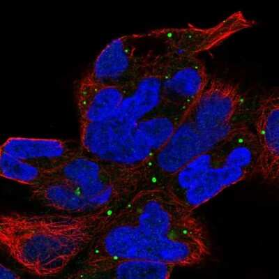 Immunocytochemistry/ Immunofluorescence: ZNF530 Antibody [NBP2-13580]