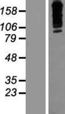 Western Blot: ZNF536 Overexpression Lysate [NBP2-07288]