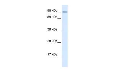 Western Blot: ZNF537 Antibody [NBP2-83865]