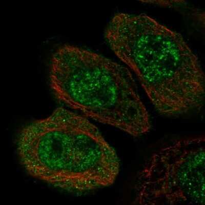 Immunocytochemistry/ Immunofluorescence: ZNF543 Antibody [NBP1-85122]