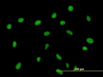 Immunocytochemistry/ Immunofluorescence: ZNF563 Antibody [H00147837-B01P]
