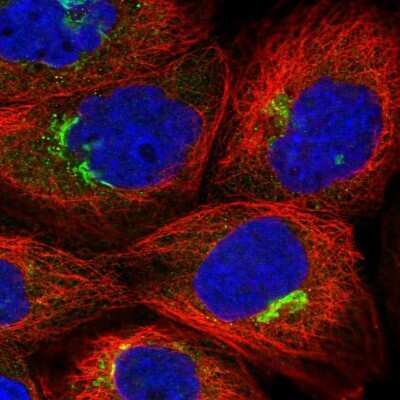 Immunocytochemistry/ Immunofluorescence: ZNF564 Antibody [NBP1-92630]