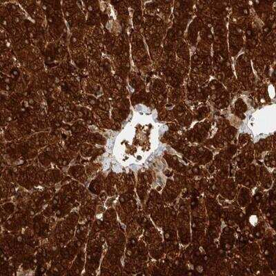 Immunohistochemistry-Paraffin: ZNF567 Antibody [NBP1-81070]