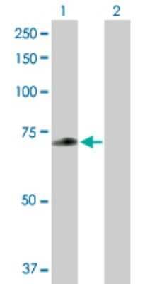 Western Blot: ZNF567 Antibody [H00163081-B01P]