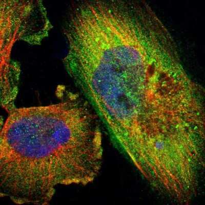 Immunocytochemistry/ Immunofluorescence: ZNF599 Antibody [NBP1-82038]