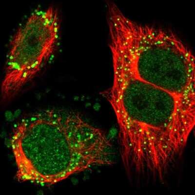 Immunocytochemistry/ Immunofluorescence: ZNF614 Antibody [NBP1-82133]