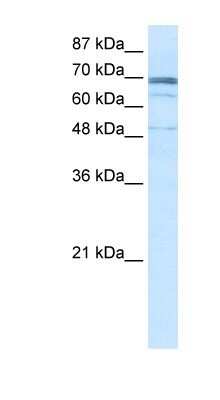 Western Blot: ZNF614 Antibody [NBP1-80055]