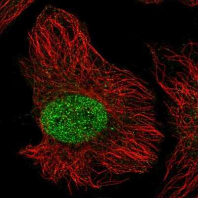 Immunocytochemistry/ Immunofluorescence: ZNF692 Antibody [NBP2-37973]