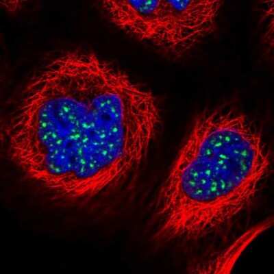 Immunocytochemistry/ Immunofluorescence: ZNF695 Antibody [NBP1-80783]