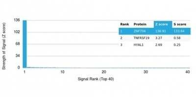 Protein Array: ZNF704 Antibody (PCRP-ZNF704-3C10) [NBP3-13765]