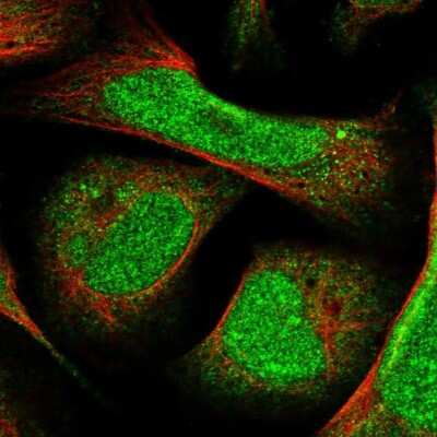 Immunocytochemistry/ Immunofluorescence: ZNF740 Antibody [NBP1-80602]