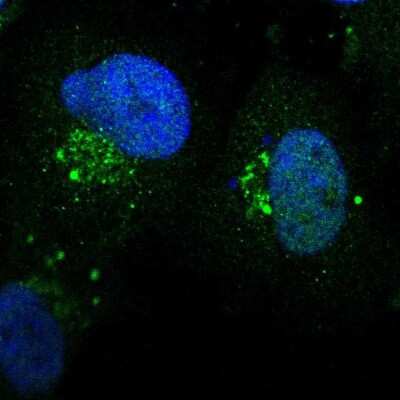 Immunocytochemistry/ Immunofluorescence: ZNF75 Antibody [NBP1-88035]