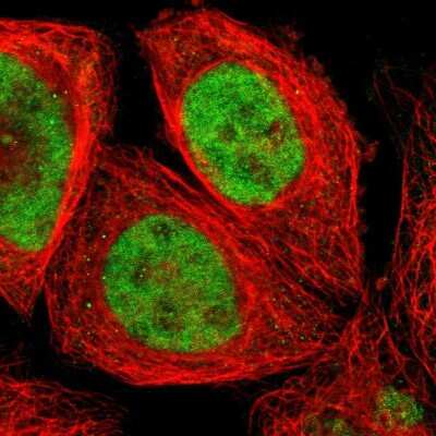 Immunocytochemistry/ Immunofluorescence: ZNF75A Antibody [NBP1-82020]