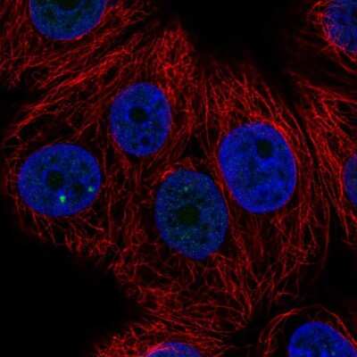 Immunocytochemistry/ Immunofluorescence: ZNF778 Antibody [NBP2-33637]