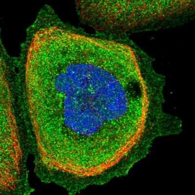 Immunocytochemistry/ Immunofluorescence: ZNF79 Antibody [NBP1-80872]
