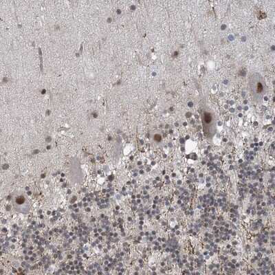 Immunohistochemistry-Paraffin: ZNF8 Antibody [NBP1-81754]