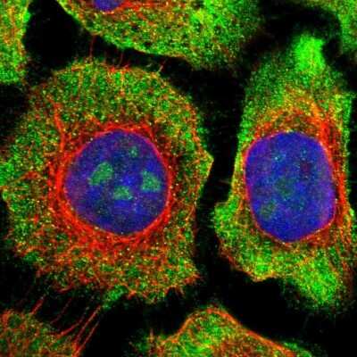 Immunocytochemistry/ Immunofluorescence: ZNF800 Antibody [NBP1-86001]
