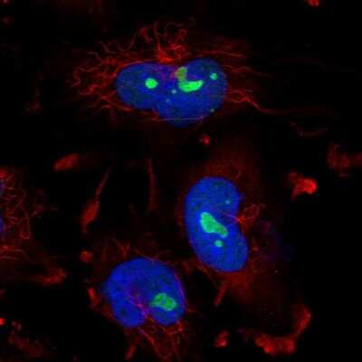 Immunocytochemistry/ Immunofluorescence: ZNF800 Antibody [NBP2-56679]