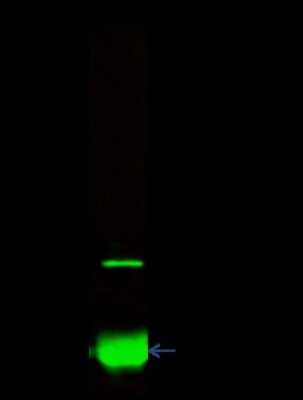 Immunoprecipitation: ZNF823 Antibody [NBP2-99212]