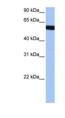 Western Blot: ZNF891 Antibody [NBP1-91384]