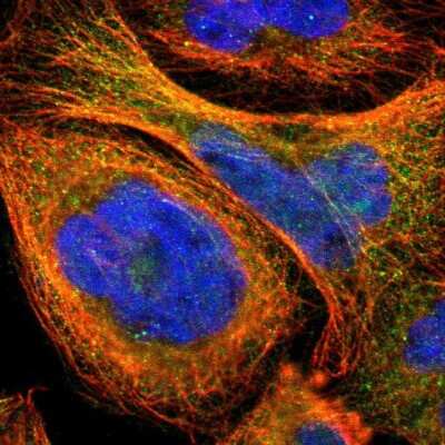 Immunocytochemistry/ Immunofluorescence: ZNF96 Antibody [NBP1-88018]