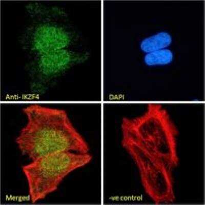 Immunocytochemistry/ Immunofluorescence: ZNFN1A4 Antibody [NBP3-12160]
