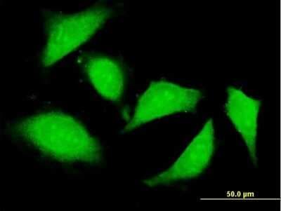 Immunocytochemistry/ Immunofluorescence: ZNFX1 Antibody [H00057169-B01P]