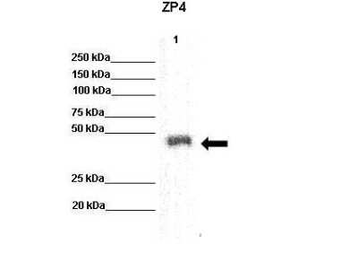 Western Blot: ZP4 Antibody [NBP1-69341]