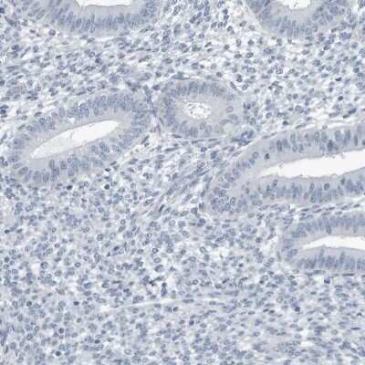 Immunohistochemistry-Paraffin: ZPBP2 Antibody [NBP1-82689]