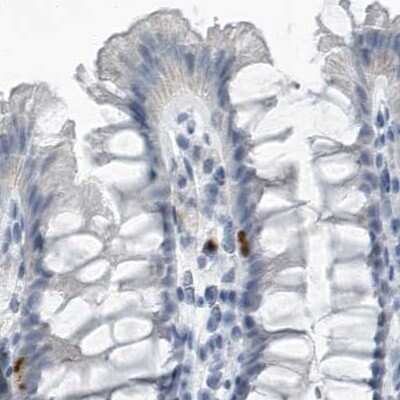 Immunohistochemistry-Paraffin: ZPBP2 Antibody [NBP1-82689]