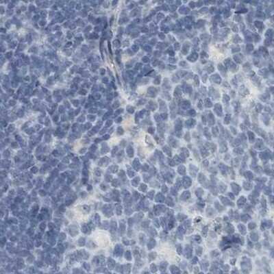 Immunohistochemistry-Paraffin: ZPBP2 Antibody [NBP1-82689]
