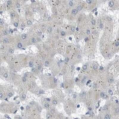 Immunohistochemistry-Paraffin: ZPBP2 Antibody [NBP1-82689]