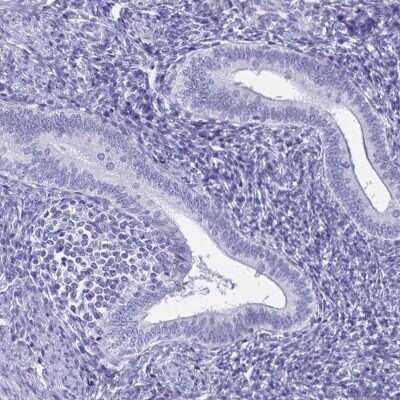 Immunohistochemistry-Paraffin: ZPBP2 Antibody [NBP2-33671]