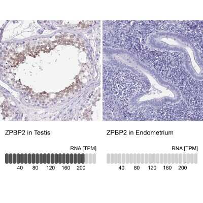 Immunohistochemistry-Paraffin: ZPBP2 Antibody [NBP2-33671]