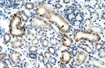 Immunohistochemistry-Paraffin: ZRSR2 Antibody [NBP1-57317]