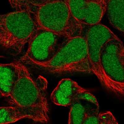 Immunocytochemistry/ Immunofluorescence: ZSCAN16 Antibody [NBP1-85184]