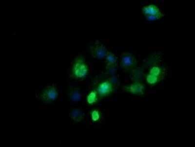 Immunocytochemistry/ Immunofluorescence: ZSCAN21/ZFP38 Antibody (OTI2E5) - Azide and BSA Free [NBP2-74956]
