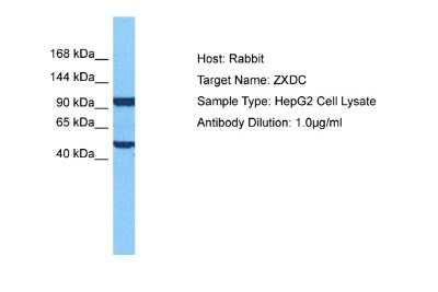 Western Blot: ZXDC Antibody [NBP2-86570]