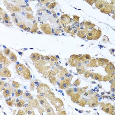 Immunohistochemistry-Paraffin: Zeta Opioid Receptor Antibody - Azide and BSA Free [NBP2-94528]