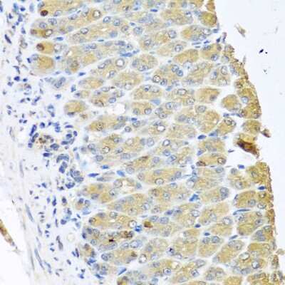 Immunohistochemistry-Paraffin: Zeta Opioid Receptor Antibody - Azide and BSA Free [NBP2-94528]